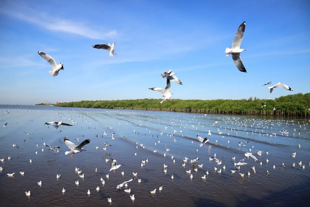 3. สถานตากอากาศบางปู (Bangpu Recreation Center)